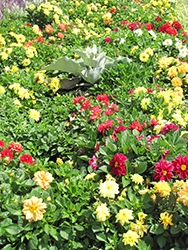 Figaro Mix Dahlia (Dahlia 'Figaro Mix') at Lakeshore Garden Centres