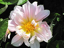 Figaro Pink Shades Dahlia (Dahlia 'Figaro Pink Shades') at Lakeshore Garden Centres