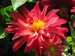 Dahlietta Patty Dahlia (Dahlia 'Dahlietta Patty') at Lakeshore Garden Centres