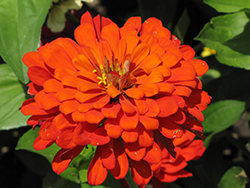 Benary's Giant Scarlet Zinnia (Zinnia 'Benary's Giant Scarlet') at Lakeshore Garden Centres