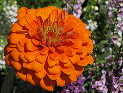 Benary's Giant Orange Zinnia (Zinnia 'Benary's Giant Orange') at Lakeshore Garden Centres