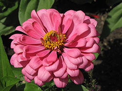 Benary's Giant Carmine Rose Zinnia (Zinnia 'Benary's Giant Carmine Rose') at Lakeshore Garden Centres