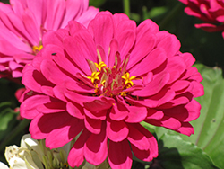 Benary's Giant Lilac Zinnia (Zinnia 'Benary's Giant Lilac') at Lakeshore Garden Centres