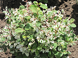 Minima Snow Bush (Breynia disticha 'Minima') at Lakeshore Garden Centres