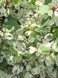 Minima Snow Bush (Breynia disticha 'Minima') at Lakeshore Garden Centres