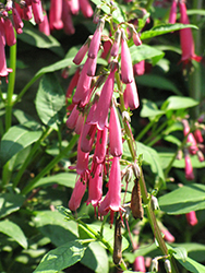 Croftway Purple Prince Cape Fuchsia (Phygelius aequalis 'Cropurpri') at Lakeshore Garden Centres