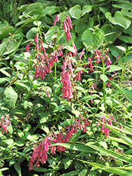 Croftway Purple Prince Cape Fuchsia (Phygelius aequalis 'Cropurpri') at Lakeshore Garden Centres