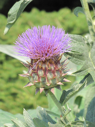 Porto Spineless Cardoon (Cynara cardunculus 'Porto Spineless') at Lakeshore Garden Centres