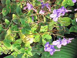 False African Violet (Streptocarpus saxorum) at Lakeshore Garden Centres