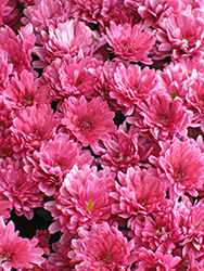 Wanda Red Chrysanthemum (Chrysanthemum 'Wanda Red') at Lakeshore Garden Centres
