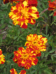 Safari Bolero Marigold (Tagetes patula 'Safari Bolero') at Lakeshore Garden Centres