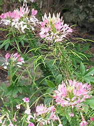 Sparkler Blush Spiderflower (Cleome hassleriana 'Sparkler Blush') at Lakeshore Garden Centres