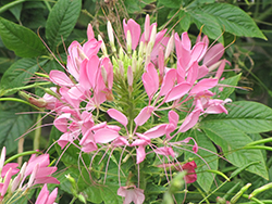 Sparkler Lavender Spiderflower (Cleome hassleriana 'Sparkler Lavender') at Lakeshore Garden Centres