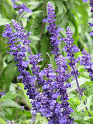 Blue Victory Salvia (Salvia farinacea 'Blue Victory') at Lakeshore Garden Centres