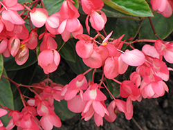 Dragon Wing Pink Begonia (Begonia 'Dragon Wing Pink') at Lakeshore Garden Centres