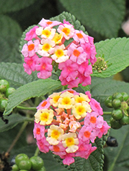 South Beach Compact Hot Pink (Lantana camara 'South Beach Compact Hot Pink') at Lakeshore Garden Centres