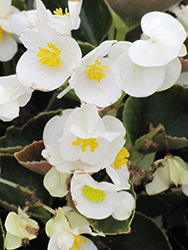 Bada Boom White Begonia (Begonia 'Bada Boom White') at Lakeshore Garden Centres