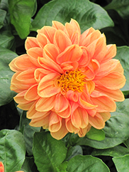 Dahlietta Jenny Dahlia (Dahlia 'Dahlietta Jenny') at Lakeshore Garden Centres