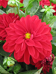Dahlietta Tessy Dahlia (Dahlia 'Dahlietta Tessy') at Lakeshore Garden Centres