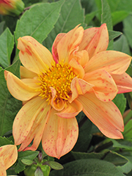 Dahlietta Patricia Dahlia (Dahlia 'Dahlietta Patricia') at Lakeshore Garden Centres