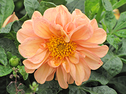 Dahlinova Hypnotica Bronze Bicolor Dahlia (Dahlia 'Hypnotica Bronze Bicolor') at Lakeshore Garden Centres