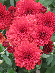 Helen Maroon Chrysanthemum (Chrysanthemum 'Helen Maroon') at Lakeshore Garden Centres