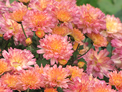 Gigi Coral Chrysanthemum (Chrysanthemum 'Gigi Coral') at Lakeshore Garden Centres