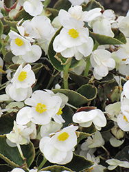 Bada Bing White Begonia (Begonia 'Bada Bing White') at Lakeshore Garden Centres