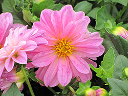 Dahlietta Lisa Pink Dahlia (Dahlia 'Dahlietta Lisa Pink') at Lakeshore Garden Centres