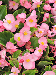 Bada Bing Pink Begonia (Begonia 'Bada Bing Pink') at Lakeshore Garden Centres