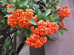 Lalandei Scarlet Firethorn (Pyracantha coccinea 'Lalandei') at Lakeshore Garden Centres