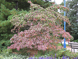 Chinese Dogwood (Cornus kousa) at Peter Knippel Garden Centre