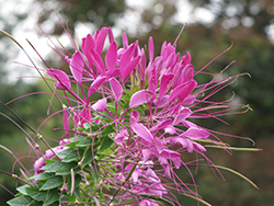 Cherry Queen Spiderflower (Cleome hassleriana 'Cherry Queen') at Lakeshore Garden Centres