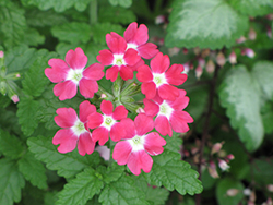 Tuscany Rose with Eye Verbena (Verbena 'Tuscany Rose with Eye') at Lakeshore Garden Centres