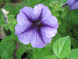 Hurrah Blue Veined Petunia (Petunia 'Hurrah Blue Veined') at Lakeshore Garden Centres
