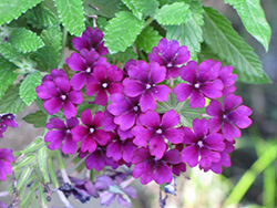 Lanai Upright Violet Verbena (Verbena 'Lanai Upright Violet') at Lakeshore Garden Centres