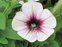 Good And Plenty Blue Ice Petunia (Petunia 'Good And Plenty Blue Ice') at Lakeshore Garden Centres
