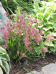Pink Joey Kangaroo Paw (Anigozanthos 'Pink Joey') at Lakeshore Garden Centres