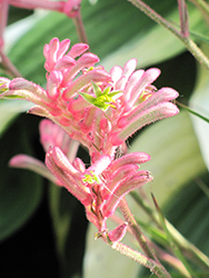 Pink Joey Kangaroo Paw (Anigozanthos 'Pink Joey') at Lakeshore Garden Centres