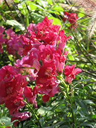 Madame Butterfly Red-Magenta Snapdragon (Antirrhinum majus 'Madame Butterfly Red-Magenta') at Lakeshore Garden Centres