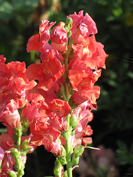 Madame Butterfly Rosy-Bronze Snapdragon (Antirrhinum majus 'Madame Butterfly Rosy-Bronze') at Lakeshore Garden Centres
