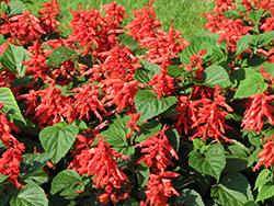 Salsa Red Sage (Salvia splendens 'Salsa Red') at Lakeshore Garden Centres