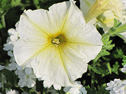 Celebrity Yellow Petunia (Petunia 'Celebrity Yellow') at Lakeshore Garden Centres