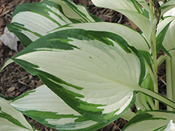White Christmas Hosta (Hosta 'White Christmas') at Lakeshore Garden Centres
