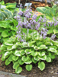 Grand Tiara Hosta (Hosta 'Grand Tiara') at Lakeshore Garden Centres