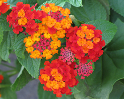 Luscious Citrus Blend Lantana (Lantana camara 'Luscious Citrus Blend') at Lakeshore Garden Centres