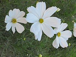 Purity Cosmos (Cosmos bipinnatus 'Purity') at Lakeshore Garden Centres