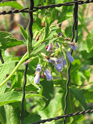 Comfrey (Symphytum offiincale) at Lakeshore Garden Centres