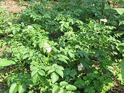 Potato (Solanum tuberosum) at Lakeshore Garden Centres