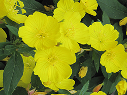 Fireworks Sundrops (Oenothera fruticosa 'Fireworks') at Peter Knippel Garden Centre